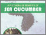 [thumbnail of buku sea cucumber.pdf]